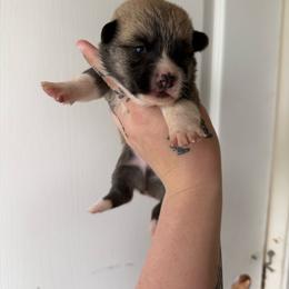 Boy 4 - Sable male Pembroke Welsh Corgi puppy in Aberdeen, Washington from Coastal country Farms