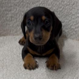 Puppy number three Gidget - Black and tan male Dachshund puppy in Spokane, Washington from Dearhaven Doxie
