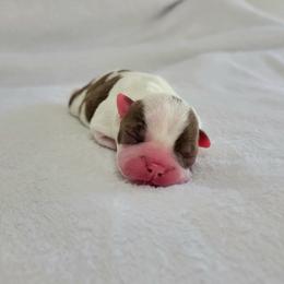 Boston Terrier Puppies from White Valley Boston Terriers