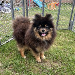 Girly - Pomeranian