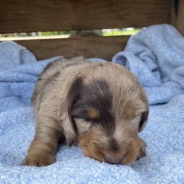 Dachshund and Golden Retriever Puppies from William's Dachshunds, and goldens
