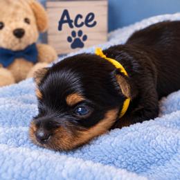 Ace - Black and tan male Yorkshire Terrier puppy in Mukilteo, Washington from Yorkiecharm