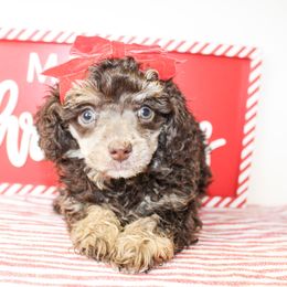 Tandy - Phantom female Poodle puppy in Hugo, Oklahoma from Ann R.