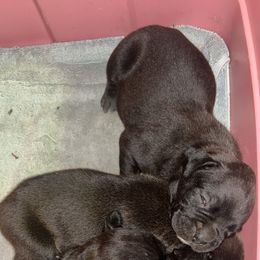 Boxer Puppies from Meredith Boxers