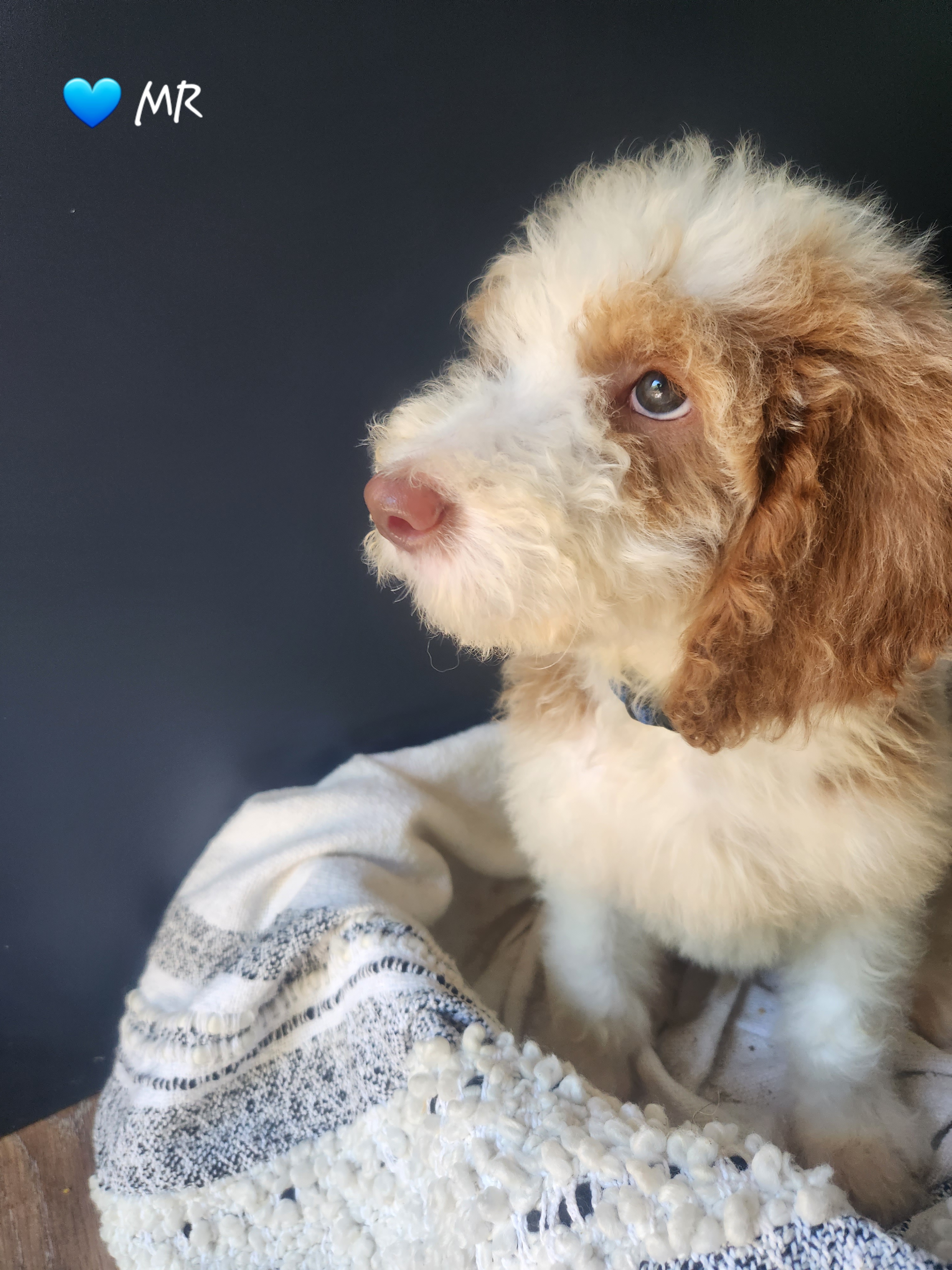 Goldendoodle Puppies from Oodles of Doodles