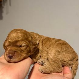 Cedar - Red female Cockapoo puppy in Fortuna, California from Dalton Poodles and Doodles