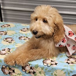 Girl 7red - Red  Goldendoodle puppy in Schertz, Texas from Kat's Teddydoodles