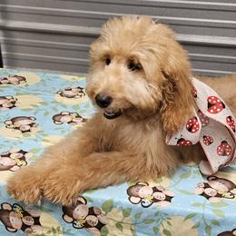 Girl 7red - Red  Goldendoodle puppy in Schertz, Texas from Kat's Teddydoodles