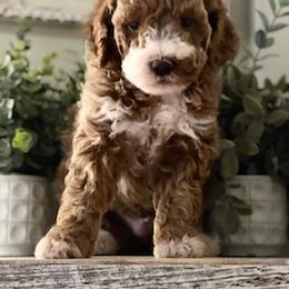 Goldendoodle and Labradoodle Puppies from Blessing Labradoodles, Goldendoodles, standard and mini’s