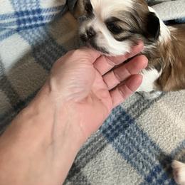 Shih Tzu Puppies from Simply Shih Tzu