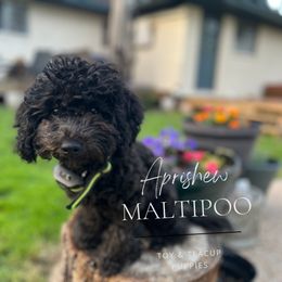 Dora - Black Maltipoo puppy in Weatherford, Texas from Aprishew Maltipoo
