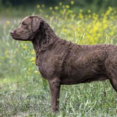 Darby - Chesapeake Bay Retriever