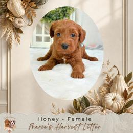 Honey - Red  female Goldendoodle puppy in Norcross, Georgia from Teddy Puppies