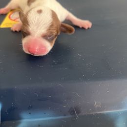 Doris - Piebald female Dachshund puppy in Conroe, Texas from R&M Dachshunds