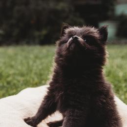 Pomeranians and Siberian Huskies from Meagan's Siberian Huskies & Pomeranians