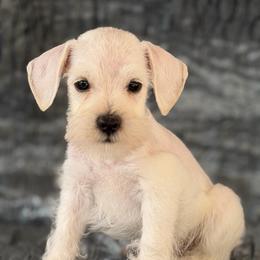 Casp - White male Miniature Schnauzer puppy in Moreauville, Louisiana from Bayou Schnauz and Dals