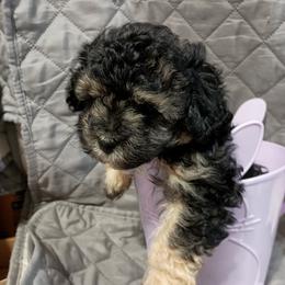 Alice - Black & tan female Maltipoo puppy in Walterboro, South Carolina from Puddlejumpers