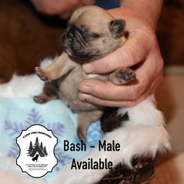 French Bulldog Puppies from Camp Fine Frenchies