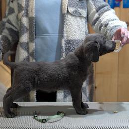 Cupid - female Long Haired Weimaraner puppy in Evart, Michigan from Drehbar Weimaraners