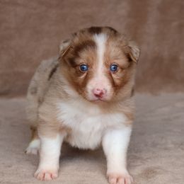 Red Merle Female - Red merle female Border Collie puppy in Courtland, Alabama from C Bar C Ranch Border Collies