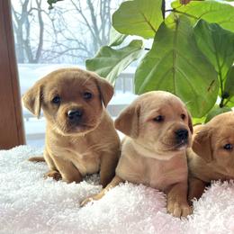 Labrador Retriever Puppies from Olmstead Labradors