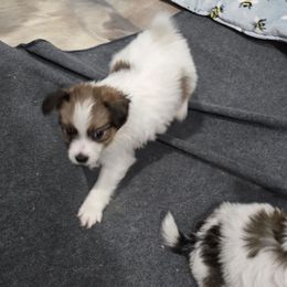 Rusty - White and red male Papillon puppy in Hollister, Missouri from Swan Creek Kennel