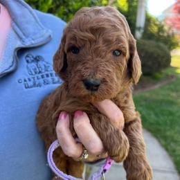 Light Purple - Red  female Goldendoodle puppy in Indian Trail, North Carolina from Castleberry Doodles and Poodles