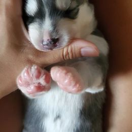 Siberian Husky Puppies from Canace Siberians