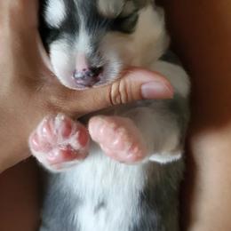 Siberian Husky Puppies from Canace Siberians
