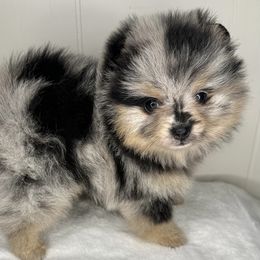 Pomeranian Puppies from Peachy Pomeranians