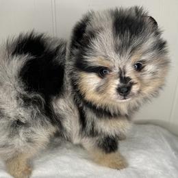 Pomeranian Puppies from Peachy Pomeranians
