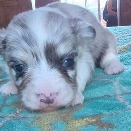 Miss Ellie - Blue merle and white female American Corgi puppy in Checotah, Oklahoma from Skoal Creek Corgi's