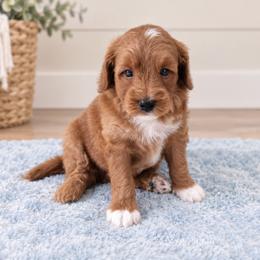 Dusty - Red  male Goldendoodle puppy in Floyd, Virginia from Hearts and Paws Poodles and Doodles