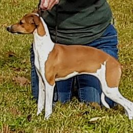 Maddie - Italian Greyhound