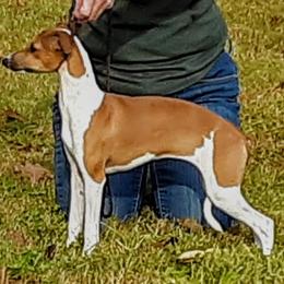 Maddie - Italian Greyhound