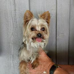 Ollie - Blue and gold male Yorkshire Terrier puppy in Jamestown, Tennessee from Green Ridge