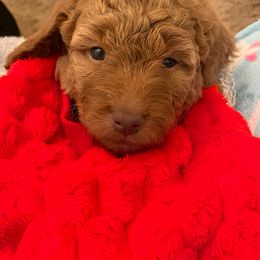 Goldendoodle Puppies from Kid's Best Doodle