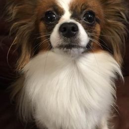 Papillons from Lindel Papillons