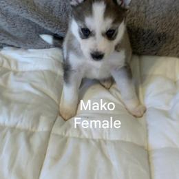 Siberian Husky Puppies from Morgan's Siberian Huskies