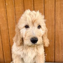 Anthony - Cream male Goldendoodle puppy in Caddo Mills, Texas from Fire Wife Doodles