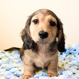Dash 3750 - Cream male Dachshund puppy in Sylvania, Alabama from Yancey’s Doxies