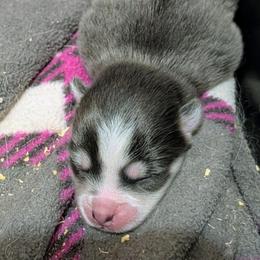 Gruyere - 2500 - Blue female Pomsky puppy in Spring Hill, Florida from www.PuppyTimeEmporium.com