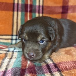 Blue collar - Red tri male Miniature Australian Shepherd puppy in Artesia, New Mexico from Rocking Aussies