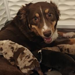 Australian Shepherds from Red Five Kennels