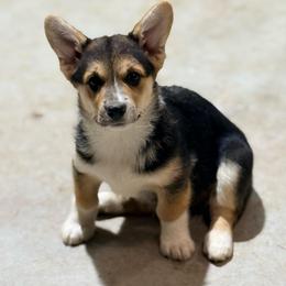 GREEN girl OLIVE - Black and tan female Pembroke Welsh Corgi puppy in Milan, Indiana from Cedar Ridge Corgis