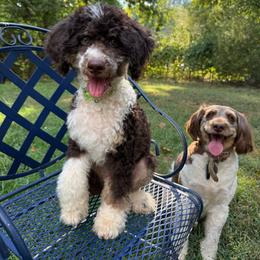 Dwayne (The Rock) - Brown and white male Aussiedoodle puppy in Chattanooga, Tennessee from Leafy Acre Mini Farm