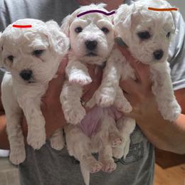 Girl 2 - White female Bichon Frise puppy in Grass Lake, Michigan from Waterloo Bichons AKC