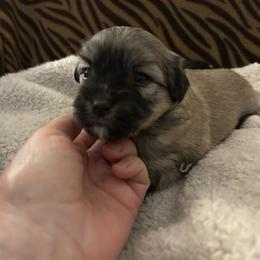Boy 1 - Coton de Tulear puppy from Gidget Cotons - ACC