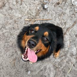 Duckie - Black tri-color female Australian Shepherd puppy in Rose Hill, North Carolina from Motega Australian Shepherds