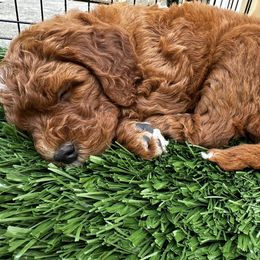 Bernedoodle and Goldendoodle Puppies from Doodling Around Indiana Poodles & Doodles